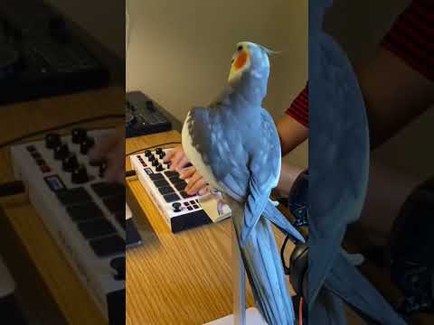 Little Cockatiel sings to the beat #parrot #bird #pet #cockatiel #cute