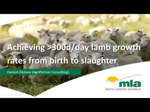 Achieving 300g/day prime lamb growth rates | Sheep Productivity & Profitability webinar