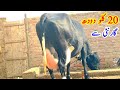 20 kg milk Cholastani Friesian Cow | For Sale in Pakistan |  0300,8754743