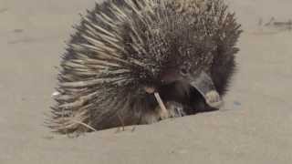 preview picture of video 'beachbabe echidna'