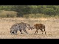 TOP 11 Pertarungan PALING SERU Macan Tutul VS Hyena