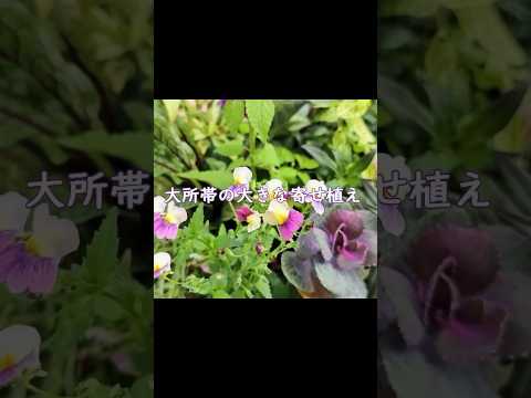 ジプラデニアは冬にいつ持ち込むべきですか?花を寒さから守るためのヒント  庭園