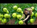 Satisfying Village Life Harvesting Many Guavas Go To Countryside Market Sell Farm 4K