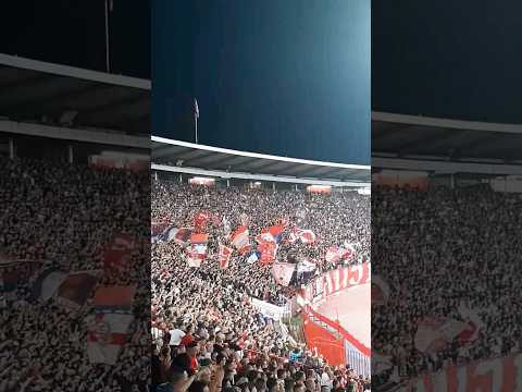 FC RED STAR BELGRADE-FC YOUNG BOYS Champions League#redstar#звезда#ultras#championsleague#serbia🇷🇸❤🤍