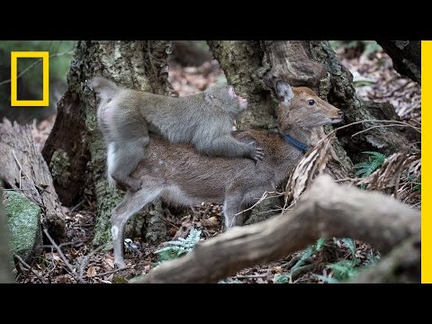 Monkey Tries to Mate With Deer (Rare Interspecies Behavior) | National Geographic