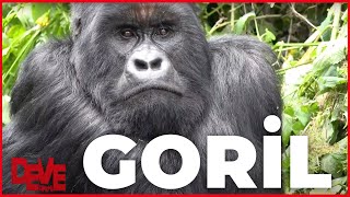 Goril!.. -Alpay Erdem ile Deve Dikeni 29. Bölüm-