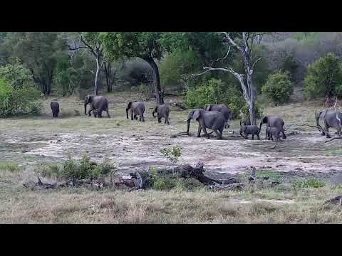 Djuma: Elephants get quick drink from the dam - 16:16 - 10/24/2022