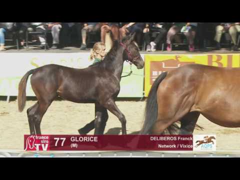 Decize 2016 : Lot 77 - Glorice