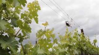 Remote-Controlled Helicopter Being Used in Napa Vineyard