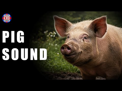 PIG SOUND - ANIMAL SOUNDS - Sound Effects