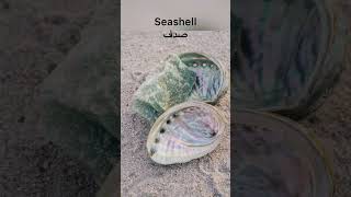 #coastal #trip سفر دریایی به زبان انگلیسی #shorts  #waves #seashell #beach #lifeguards #sunblock