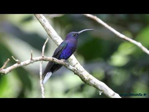 uno que me las debÃƒÂ­a (Violet Sabrewing)