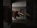 SCP 682 Cute Shorts