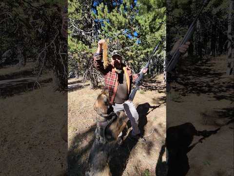 HAMMERLI FORCE B1 - A 22LR STRAIGHT PULL ACTION ON A BUDGET