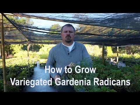 download lagu mp3 mp4 Gardenia Jasminoides Radicans Variegata, download lagu Gardenia Jasminoides Radicans Variegata gratis, unduh video klip Gardenia Jasminoides Radicans Variegata