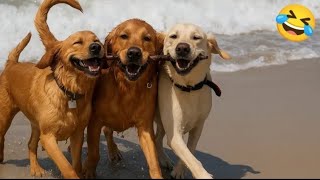 Funny Animals Compilation 2025 🐾 – Cute & Hilarious Pet Videos You Can’t Miss!