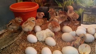 INCUBATOR CHICKS | SOFT CHICKEN EGG | FERTILE EGGS HATCHING | DIY | YOU CAN DO THIS