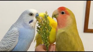 Can you put budgies and lovebirds together?