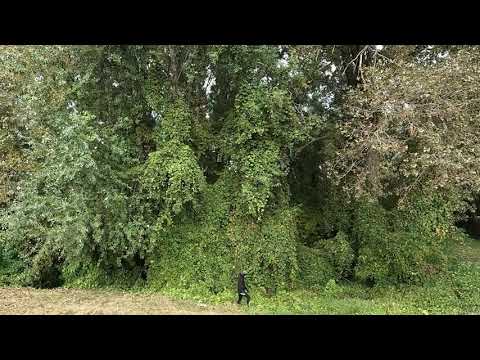 Fairytale forest in Protected landscape area Latorica, Slovakia - GoPro 10 handheld
