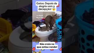🔴 Gatos: Depois da alegria vem a decepção! 🤦🏽‍♀️😱