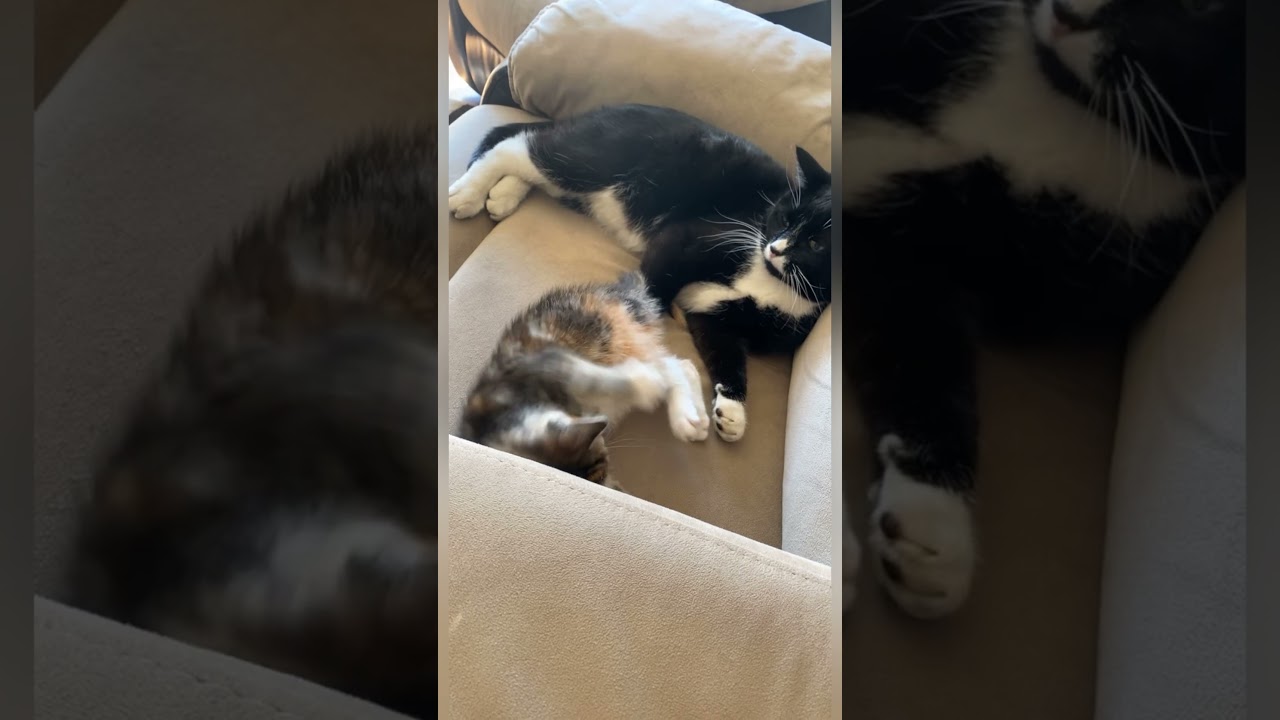 Video thumbnail for It’s Thursday and your cats know exactly how you feel