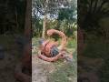 OMG Shorts Crocodile Snake