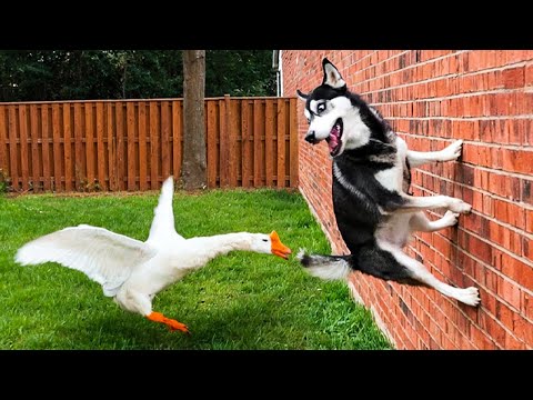 ANIMAIS MUITO DRAMÁTICOS QUE VÃO TE FAZER SORRIR