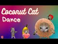 I Am A Coconut Coconut Dance Coconut Funny Happycats