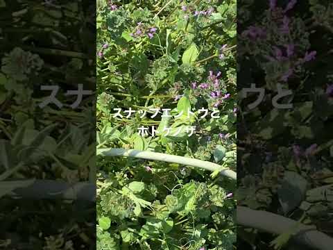 スノーベリー、スナップエンドウの低木 植物