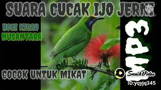 Download lagu suara burung cucak ijo jernih_mp3_cocok untuk mikat mp3