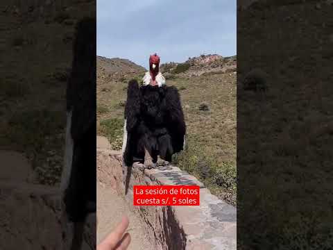 ¿Quieres tomarte una foto con él? 😉 #condor #cañondelcolca #arequipa #viajes #animales #peru
