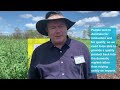 AgriFutures Emerging Industry Sesame Program Of Research