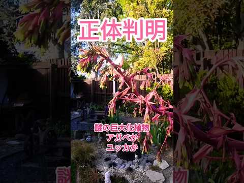 屋外の多肉植物 - 庭に芸術的な雰囲気を加えるためのヒントとアイデア  庭園