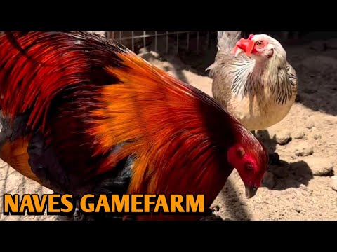 Penny Hatch Grey Kelso - NAVES FARM