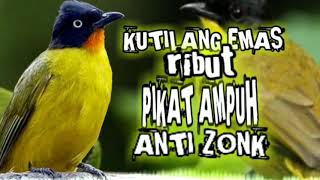 Download lagu suara pikat burung kutilang emas ribut ampuh pikat kutilang liar di alam bebas mp3 Download lagu suara pikat burung kutilang emas ribut ampuh pikat kutilang liar di alam bebas mp3