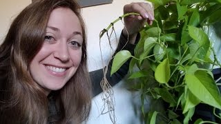 Make a plant clipping grow roots (WITHOUT rooting hormone)