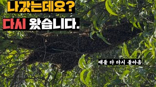 주인 보고 있는데 집 처나가더니 안볼때 다시 들어와 있는 요상한 꿀벌들