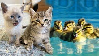 My Baby Ducklings Meet the Foster Kittens?!