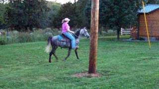 preview picture of video '14.3 hand 7 yr old TWH gelding'
