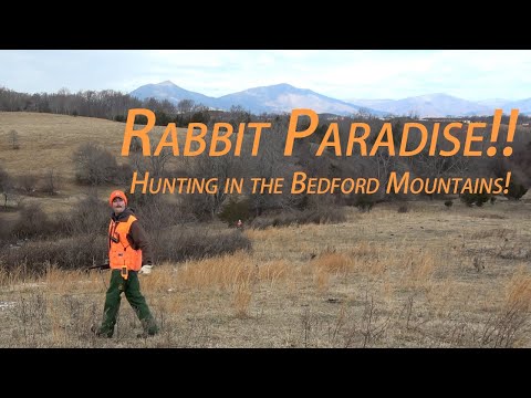Rabbit Paradise! Virginia Rabbit Hunt with Beagles 2025!