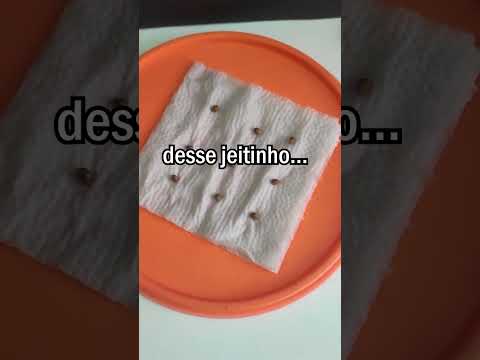 germinação das sementes #grower #maconha #weed #marijuana #trend