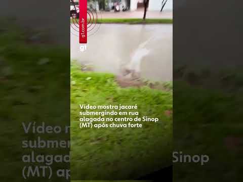 Vídeo mostra jacaré submergindo em rua alagada em Sinop, Mato Grosso, após chuva nesse 22/11/2025: