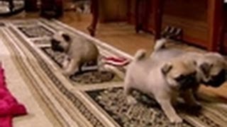Puppy Pug Playtime | Too Cute