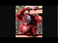 Evolution song by Kevin Lee - YouTube.flv