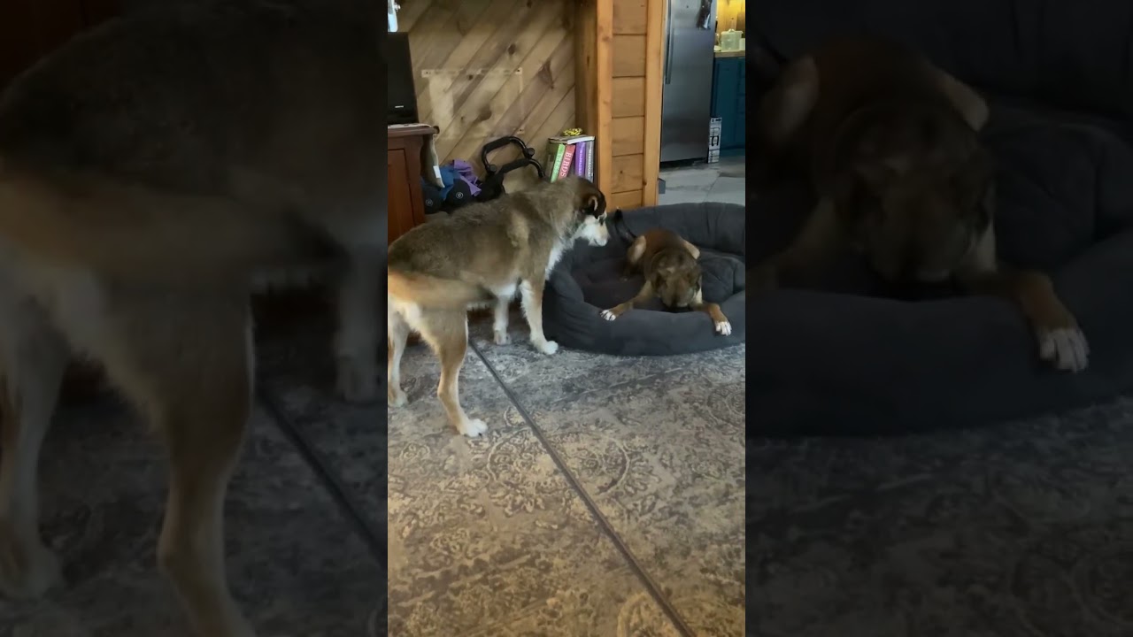 Denim, a Adoptable mixed breed in Tracy City , TN video 4/5