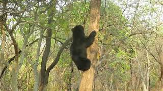 preview picture of video 'Sloth bear at Alizanza gate, tadoba'