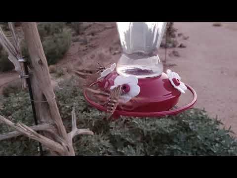 large moths on humming bird feeder