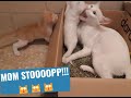 Mom Cat Biting The Poor Little Kitten Meowing For Help