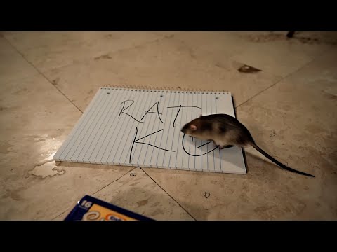 BAK Jay - Come Down 2 It / Rat K (Jace! Diss) [Official Music Video]