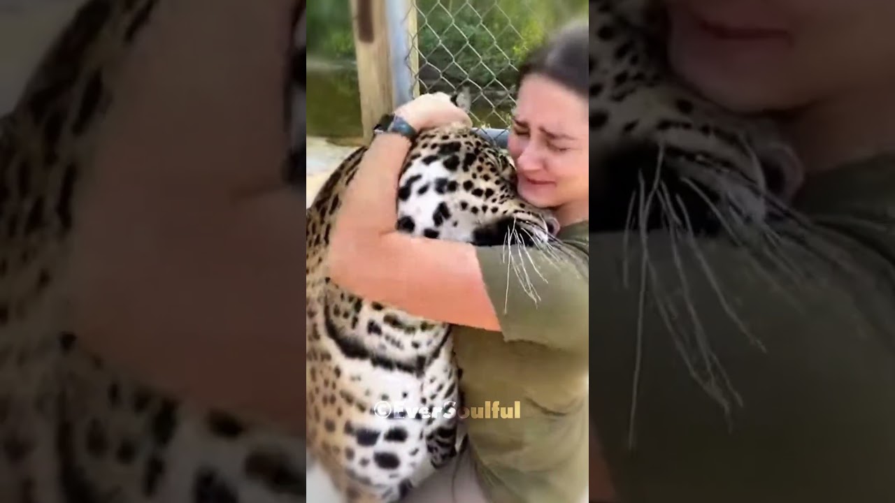 This is a Jaguar’s Bond Since Childhood 💖